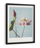 Flor de Loto - Ogawa Kazumasa | Cuadro decorativo de Canvas Lab