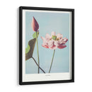 Flor de Loto II - Ogawa Kazumasa | Cuadro decorativo de Canvas Lab