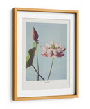 Flor de Loto - Ogawa Kazumasa | Cuadro decorativo de Canvas Lab