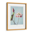 Flor de Loto II - Ogawa Kazumasa | Cuadro decorativo de Canvas Lab