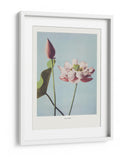 Flor de Loto - Ogawa Kazumasa | Cuadro decorativo de Canvas Lab