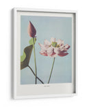 Flor de Loto - Ogawa Kazumasa | Cuadro decorativo de Canvas Lab
