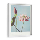 Flor de Loto II - Ogawa Kazumasa | Cuadro decorativo de Canvas Lab