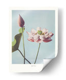Flor de Loto - Ogawa Kazumasa | Cuadro decorativo de Canvas Lab