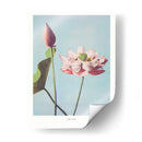 Flor de Loto II - Ogawa Kazumasa | Cuadro decorativo de Canvas Lab