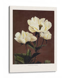 Habrdaceous Peonía - Ogawa Kazumasa | Cuadro decorativo de Canvas Lab
