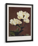 Habrdaceous Peonía - Ogawa Kazumasa | Cuadro decorativo de Canvas Lab