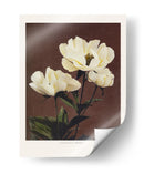 Habrdaceous Peonía - Ogawa Kazumasa | Cuadro decorativo de Canvas Lab