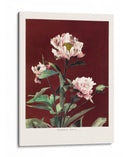 Peonía herbácea n.º 2 - Ogawa Kazumasa | Cuadro decorativo de Canvas Lab