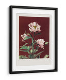 Peonía herbácea n.º 2 - Ogawa Kazumasa | Cuadro decorativo de Canvas Lab