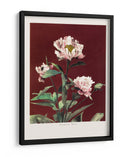 Peonía herbácea n.º 2 - Ogawa Kazumasa | Cuadro decorativo de Canvas Lab