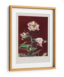 Peonía herbácea n.º 2 - Ogawa Kazumasa | Cuadro decorativo de Canvas Lab