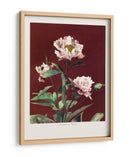 Peonía herbácea n.º 2 - Ogawa Kazumasa | Cuadro decorativo de Canvas Lab