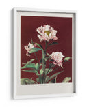 Peonía herbácea n.º 2 - Ogawa Kazumasa | Cuadro decorativo de Canvas Lab