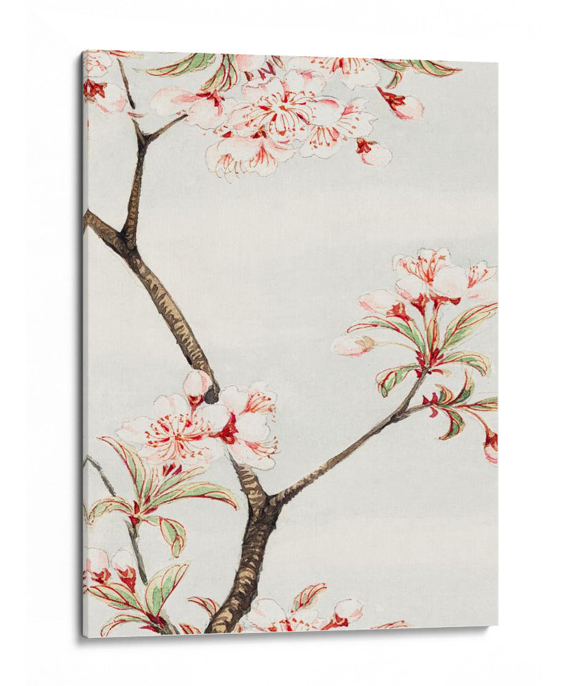 Sakura Cherry durante 1870–1880 - Megata Morikaga | Cuadro decorativo de Canvas Lab