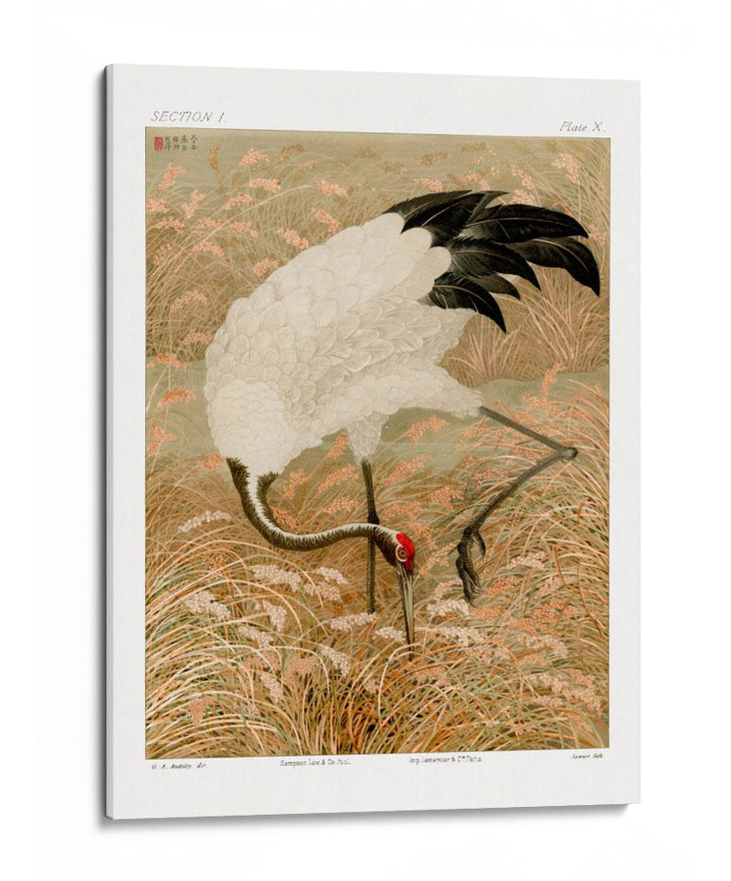 Grulla Sarus en Campo de Arroz - G.a. Audsley | Cuadro decorativo de Canvas Lab