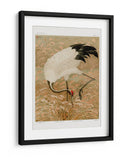 Grulla Sarus en Campo de Arroz - G.a. Audsley | Cuadro decorativo de Canvas Lab