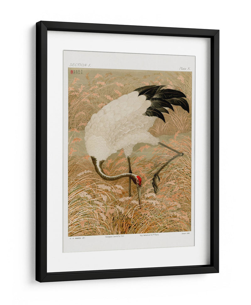 Grulla Sarus en Campo de Arroz - G.a. Audsley | Cuadro decorativo de Canvas Lab