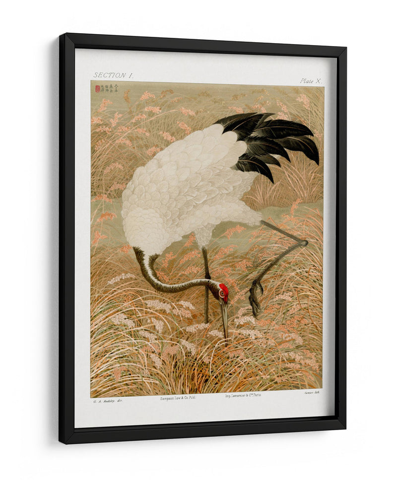 Grulla Sarus en Campo de Arroz - G.a. Audsley | Cuadro decorativo de Canvas Lab