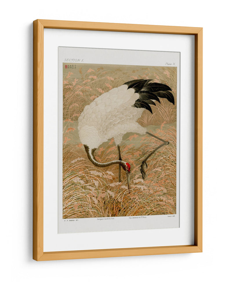 Grulla Sarus en Campo de Arroz - G.a. Audsley | Cuadro decorativo de Canvas Lab