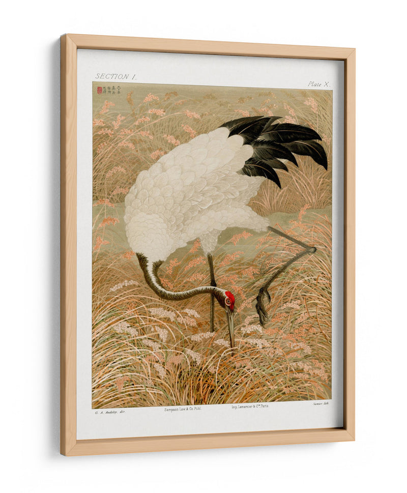 Grulla Sarus en Campo de Arroz - G.a. Audsley | Cuadro decorativo de Canvas Lab