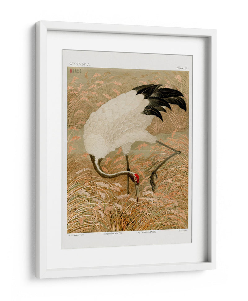 Grulla Sarus en Campo de Arroz - G.a. Audsley | Cuadro decorativo de Canvas Lab