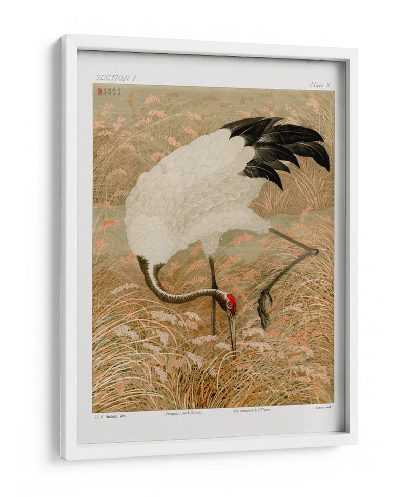 Grulla Sarus en Campo de Arroz - G.a. Audsley | Cuadro decorativo de Canvas Lab