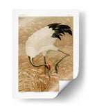 Grulla Sarus en Campo de Arroz - G.a. Audsley | Cuadro decorativo de Canvas Lab