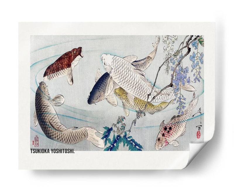 Seis Carpas Nadando Bajo Glicinas (1889) - Tsukioka Yoshitoshi | Cuadro decorativo de Canvas Lab