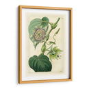 Antiguo Pasionflower I - M. Hart | Cuadro decorativo de Canvas Lab