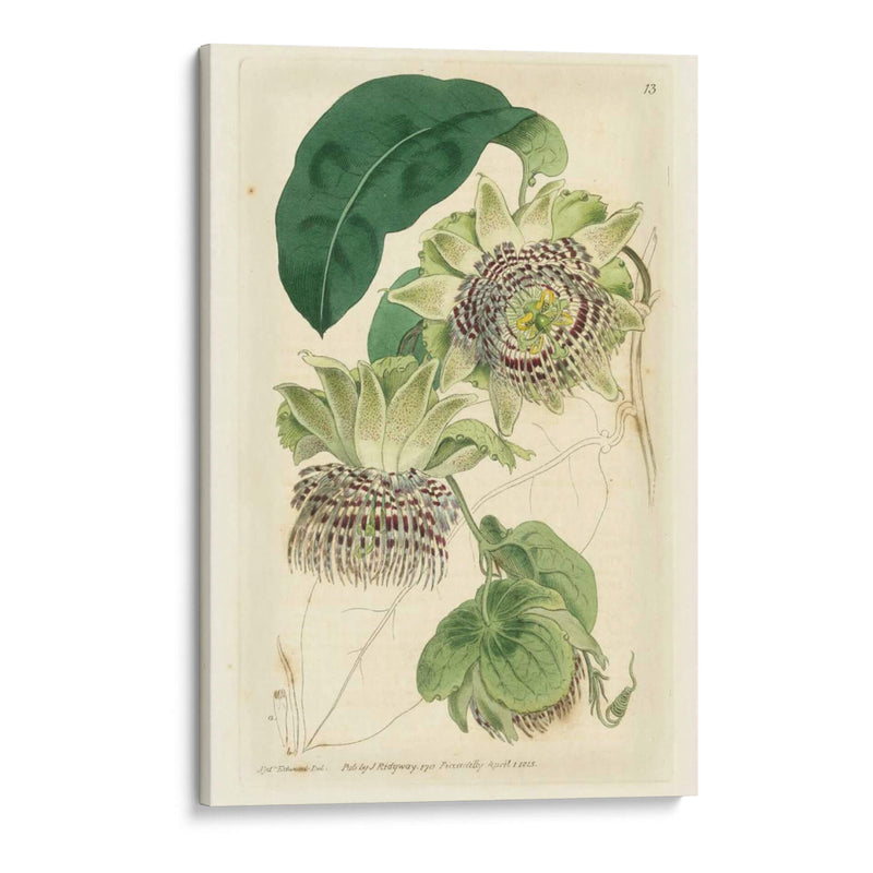 Antiguo Passionflower Ii - M. Hart | Cuadro decorativo de Canvas Lab