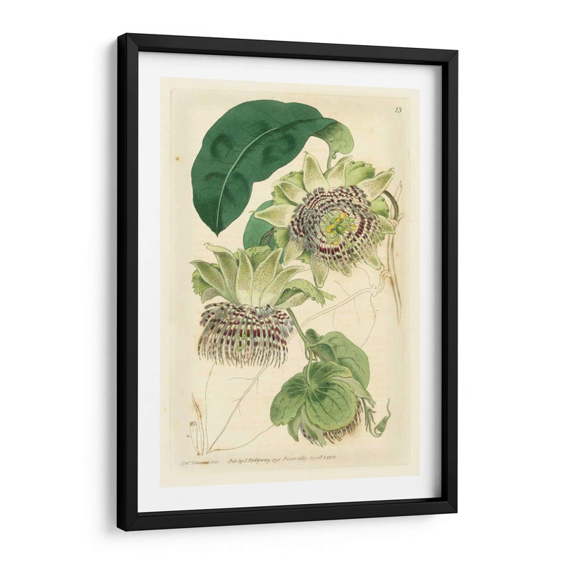 Antiguo Passionflower Ii - M. Hart | Cuadro decorativo de Canvas Lab