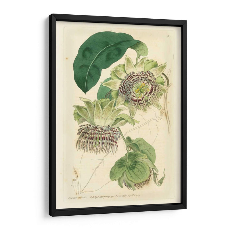 Antiguo Passionflower Ii - M. Hart | Cuadro decorativo de Canvas Lab