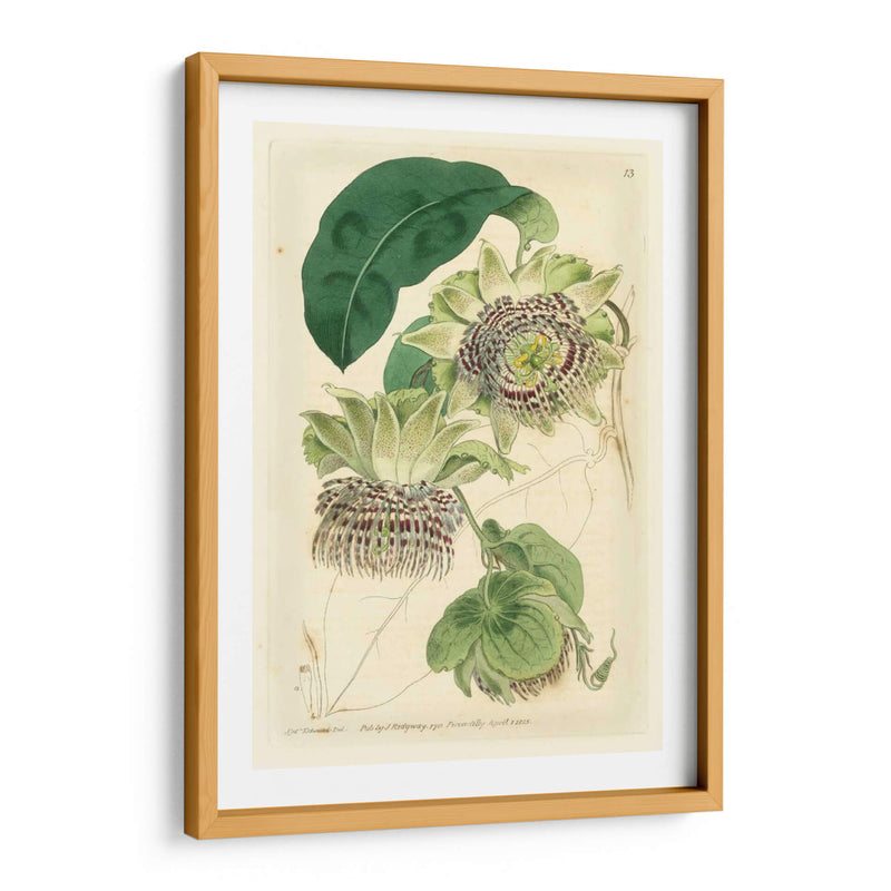 Antiguo Passionflower Ii - M. Hart | Cuadro decorativo de Canvas Lab