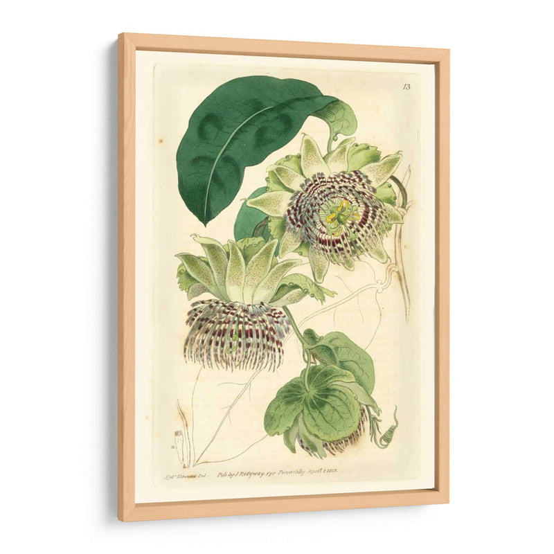 Antiguo Passionflower Ii - M. Hart | Cuadro decorativo de Canvas Lab