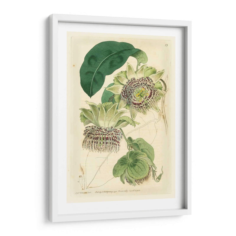 Antiguo Passionflower Ii - M. Hart | Cuadro decorativo de Canvas Lab