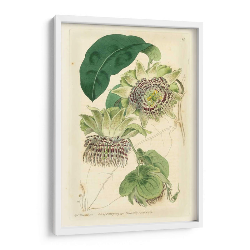 Antiguo Passionflower Ii - M. Hart | Cuadro decorativo de Canvas Lab