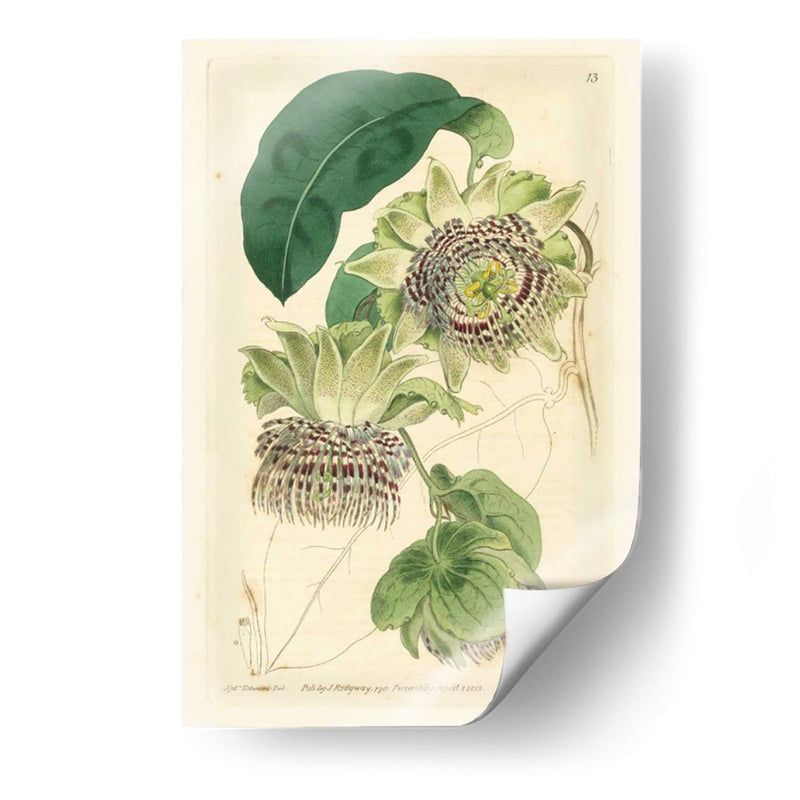 Antiguo Passionflower Ii - M. Hart | Cuadro decorativo de Canvas Lab