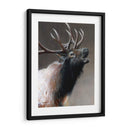 Icono Americano - Alces - Kevin Daniel | Cuadro decorativo de Canvas Lab