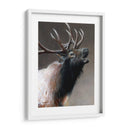 Icono Americano - Alces - Kevin Daniel | Cuadro decorativo de Canvas Lab