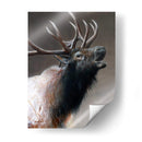 Icono Americano - Alces - Kevin Daniel | Cuadro decorativo de Canvas Lab