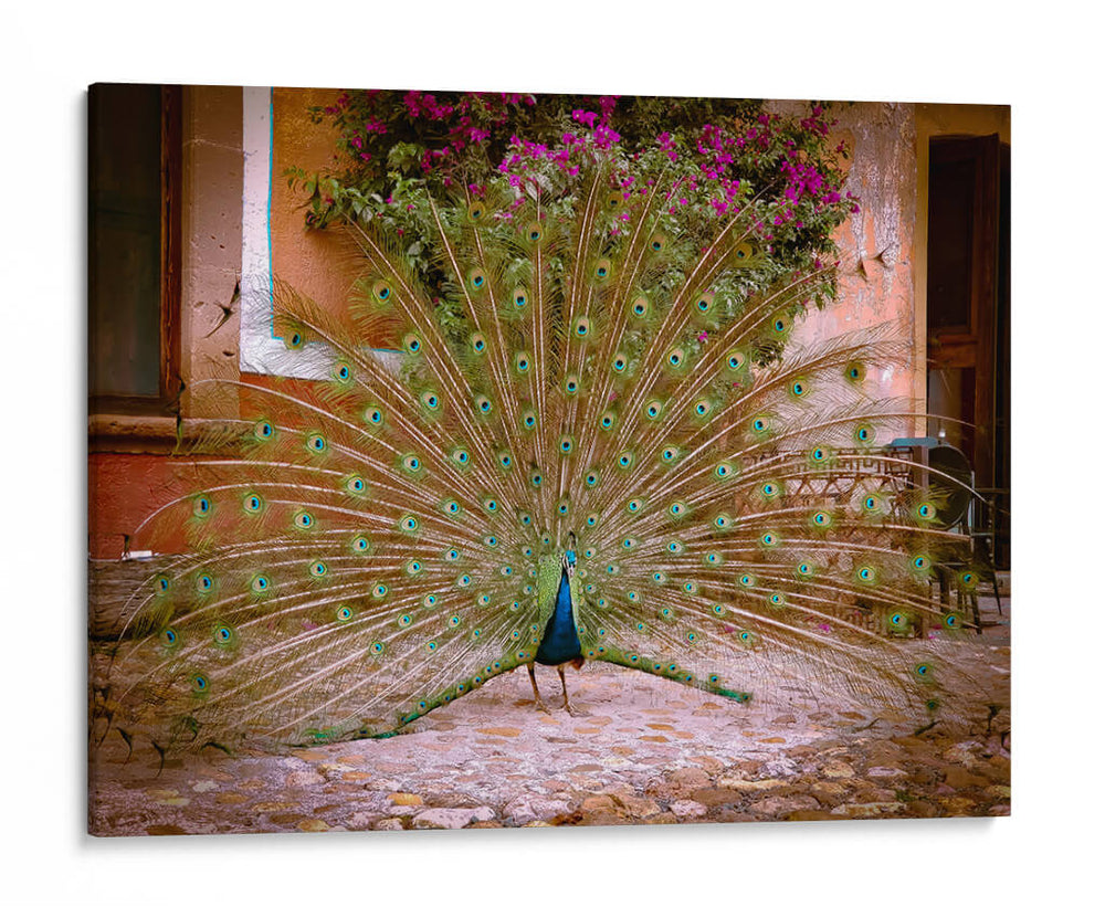 Pavo real - E Ordóñez | Cuadro decorativo de Canvas Lab