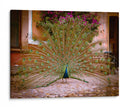 Pavo real - E Ordóñez | Cuadro decorativo de Canvas Lab