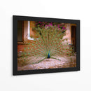 Pavo real - E Ordóñez | Cuadro decorativo de Canvas Lab