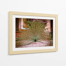 Pavo real - E Ordóñez | Cuadro decorativo de Canvas Lab