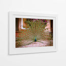 Pavo real - E Ordóñez | Cuadro decorativo de Canvas Lab
