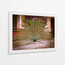 Pavo real - E Ordóñez | Cuadro decorativo de Canvas Lab
