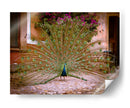 Pavo real - E Ordóñez | Cuadro decorativo de Canvas Lab