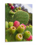 Tunas Verdes  - M Gutierrez | Cuadro decorativo de Canvas Lab