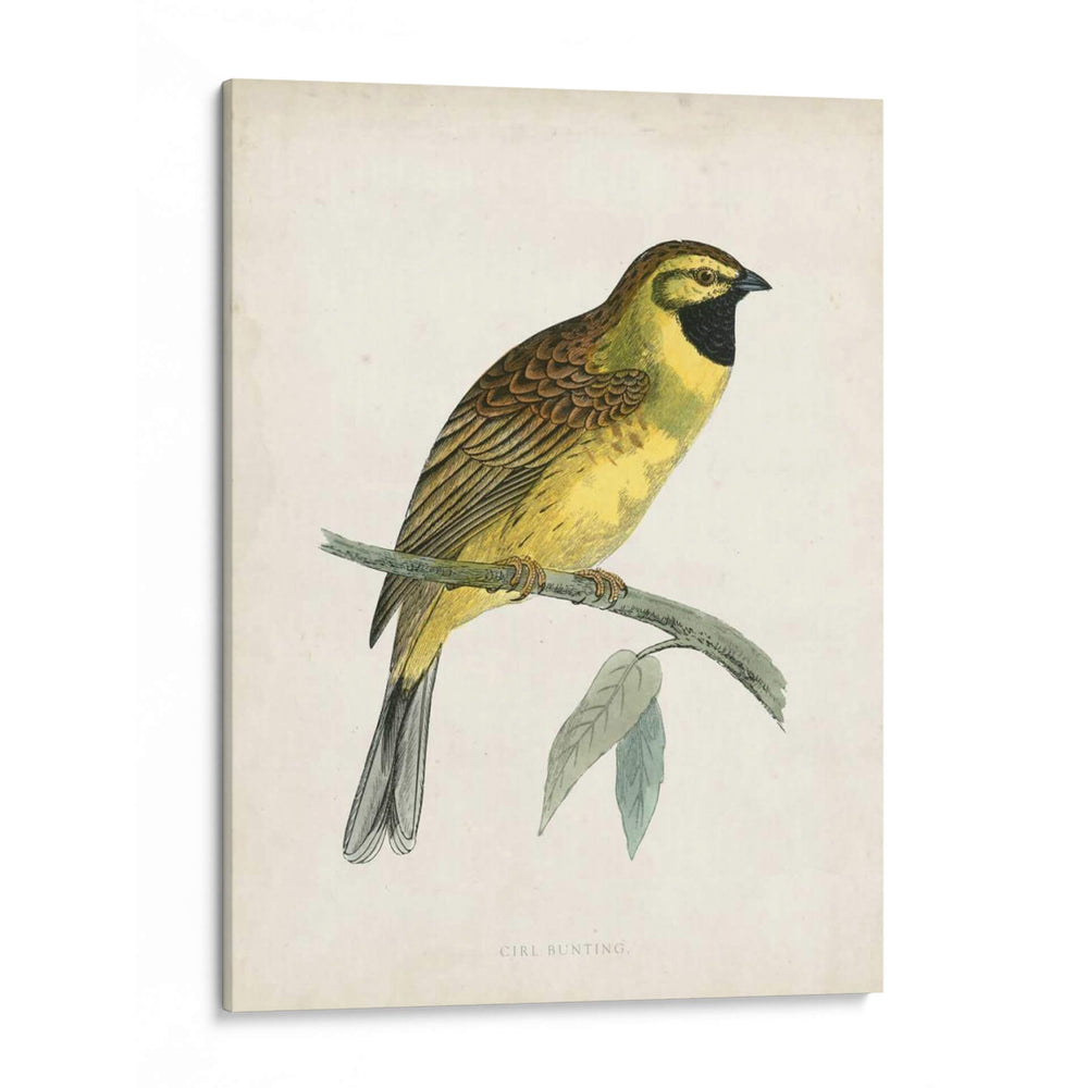 Morris Cirl Bunting - Morris | Cuadro decorativo de Canvas Lab